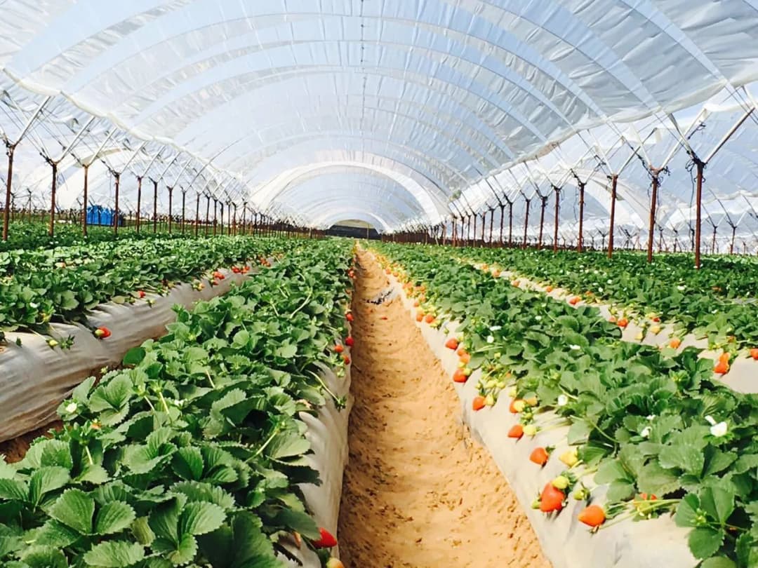 Farmer in greenhouse